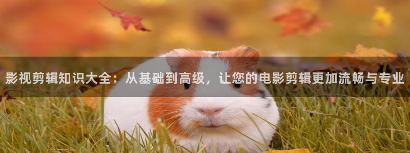 金牌销售电影免费：影视剪辑知识大全：从基础到高级，让您的电影剪辑更加流畅与专业